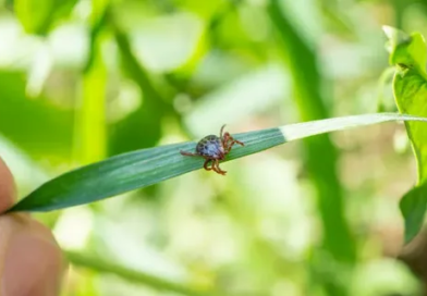 Профилактика трансмиссивных инфекций